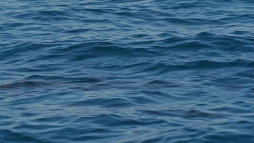 A pod of playful dolphins leaps joyfully through the waters off the coast of Uvita, Costa Rica.