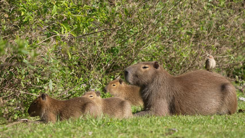 Family Of Capybara Lying On The Ground Near The Dense Vegetation. - static shot