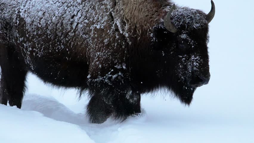 Bison in Yellowstone winter moving through snow.