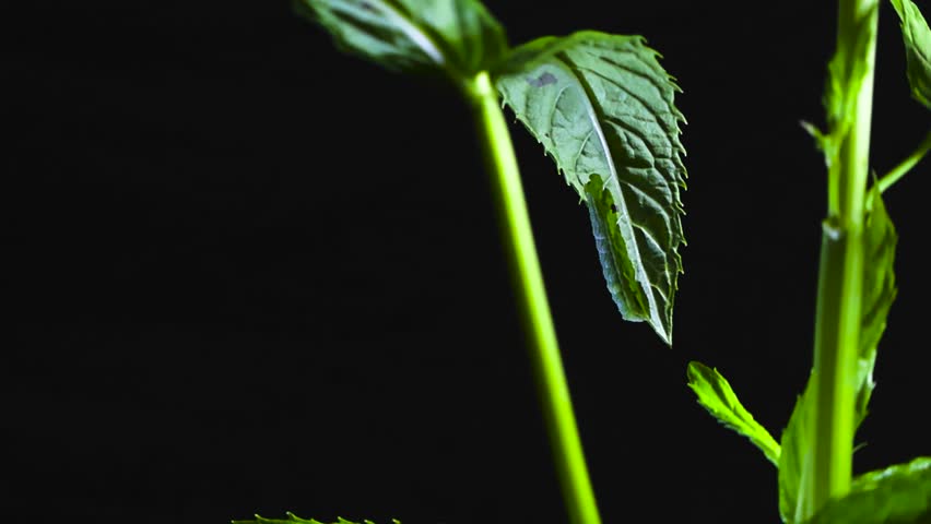 Close up glides around mint stalk revealing caterpillar on leaf edge against deep black background. Hidden green worm on peppermint leaf. Details of illuminated herbal plant in vivid green shades