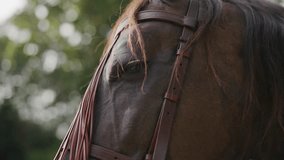 Close-up of a brown horse’s eye and bridle, highlighting its calm expression and elegant details in natural sunlight. Perfect for equestrian, countryside, or animal-related themes. - Powered by Shutterstock - Get 15% off with code: PIKWIZARD15