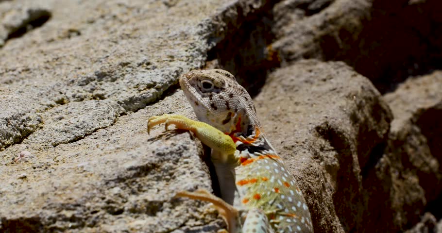 Static closeup video of a female Eastern Collared lizard Crotaphytus collaris agitated