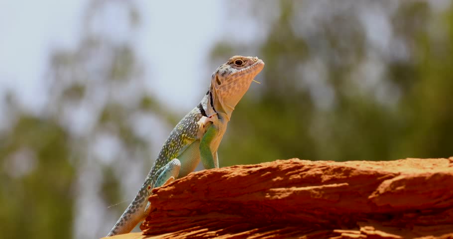 Static closeup video of a male Eastern Collared lizard Crotaphytus collaris