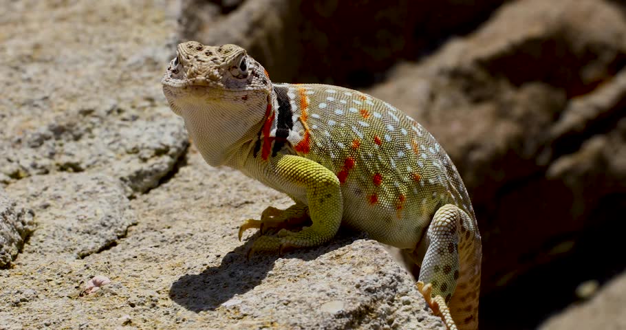 Static closeup video of a female Eastern Collared lizard Crotaphytus collaris. The lizard shakes it