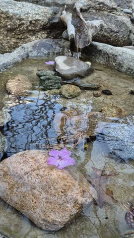  Pale Purple Flower Floating on a Mini Pond with Water Reflections. floating on a mini pond where water gently trickles, with its reflection beautifully cast on the water