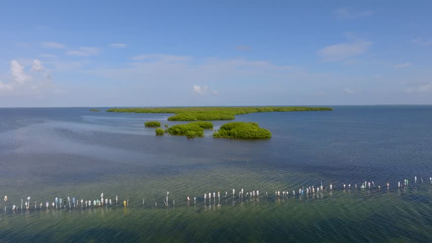 Aerial view of sunlit mangrove islands in the vast ocean, their lush green canopies contrasting the tranquil blue waters, Islamorada, Florida, United States.