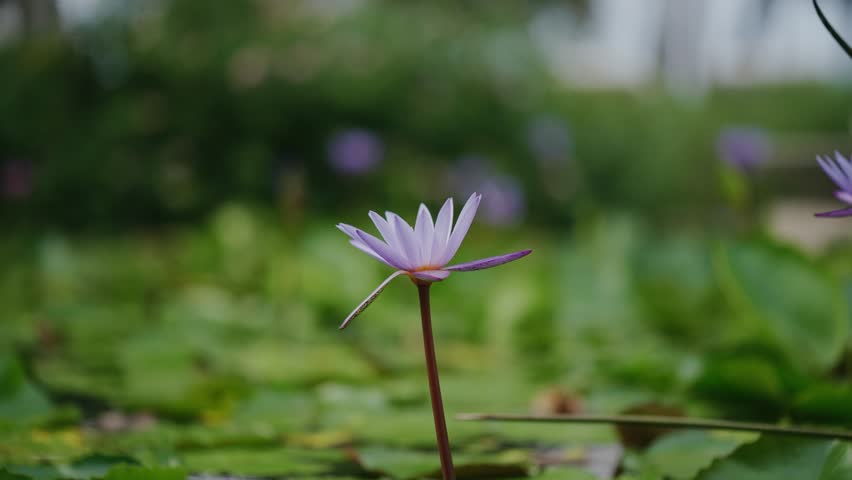 Peaceful purple lotus flowers blooming in a pond, surrounded by green lily pads and soft nature background. Ideal for wellness, spa, or nature-themed content.