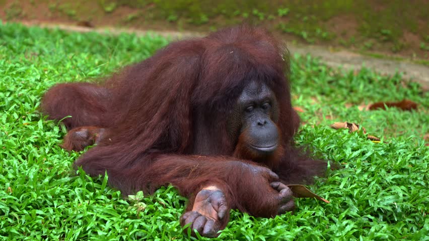 A female Borneon orangutan (Pongo pygmaeus) resting on the ground, close up shot capturing a critically endangered wildlife species, great ape native to Southeast Asia.
