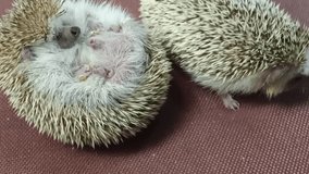 Two Albino Hedgehogs on a red surface: one curled defensively, showing its soft belly, and the other alert, showcasing their spiky quills and curious nature - Powered by Shutterstock - Get 15% off with code: PIKWIZARD15