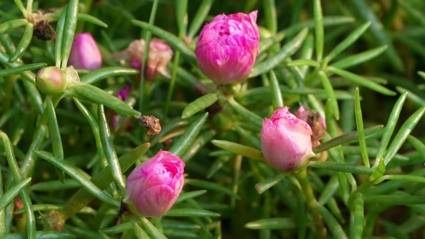 	
bees on the pink color 10 o clock flower Portulaca grandiflora moss rose	
