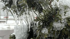 Icicles on branches of tree close-up. Drops of water drip from long melting ice on the leaves of bush on winter spring day. Frozen branches. Nature background. Natural backdrop - Powered by Shutterstock - Get 15% off with code: PIKWIZARD15