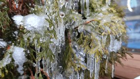 Icicles on branches of tree close-up. Drops of water drip from long melting ice on the leaves of bush on winter spring day. Frozen branches. Nature background. Natural backdrop - Powered by Shutterstock - Get 15% off with code: PIKWIZARD15