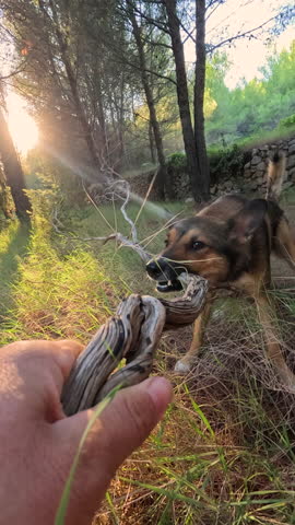 VERTICAL, PORTRAIT, LENS FLARE, CLOSE UP: Human hand holds a gnarled stick pulled by two energetic mixed breed dogs. Warm sunlight streams through lush pine trees during a playful walk in the forest.