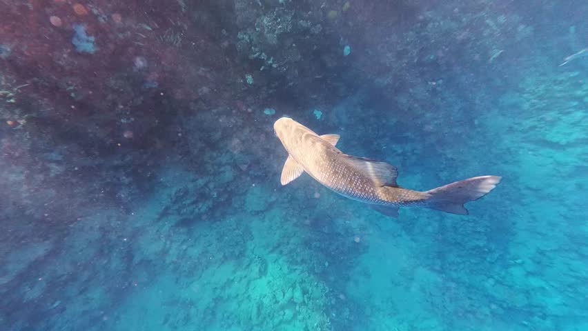 Humpnose big-eye bream (Monotaxis grandoculis) swims slowly downward against the background of a blue water column penetrated by the sun