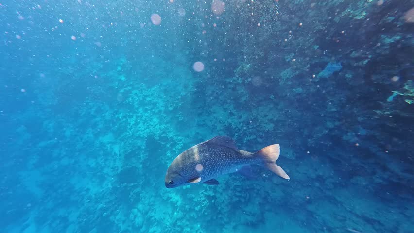 Humpnose big-eye bream (Monotaxis grandoculis) swims slowly downward against the background of a blue water column penetrated by the sun