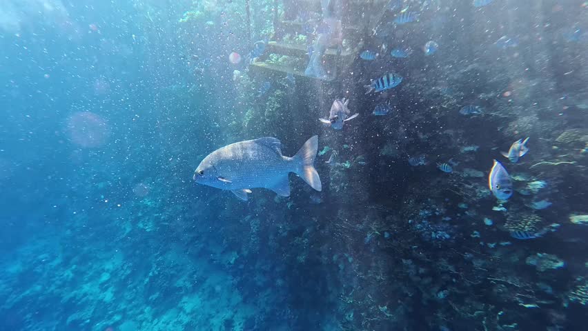 Humpnose big-eye bream (Monotaxis grandoculis) swims slowly downward against the background of a blue water column penetrated by the sun
