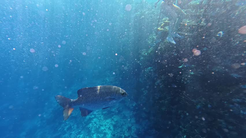 Humpnose big-eye bream (Monotaxis grandoculis) swims slowly downward against the background of a blue water column penetrated by the sun
