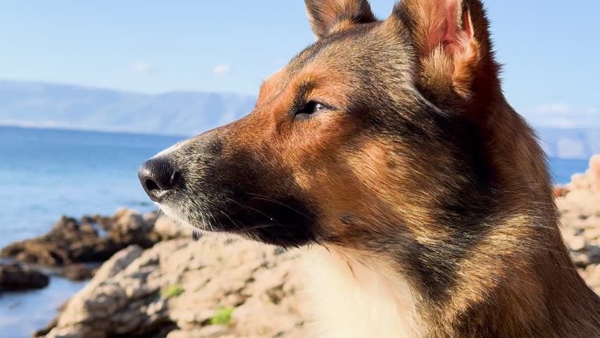 CLOSE UP, PORTRAIT, DOF: Expressive and focused face of a cute brown dog sniffing something in the distance as he sits on a sunny rocky shore of Hvar island with blue Adriatic Sea in the background.
