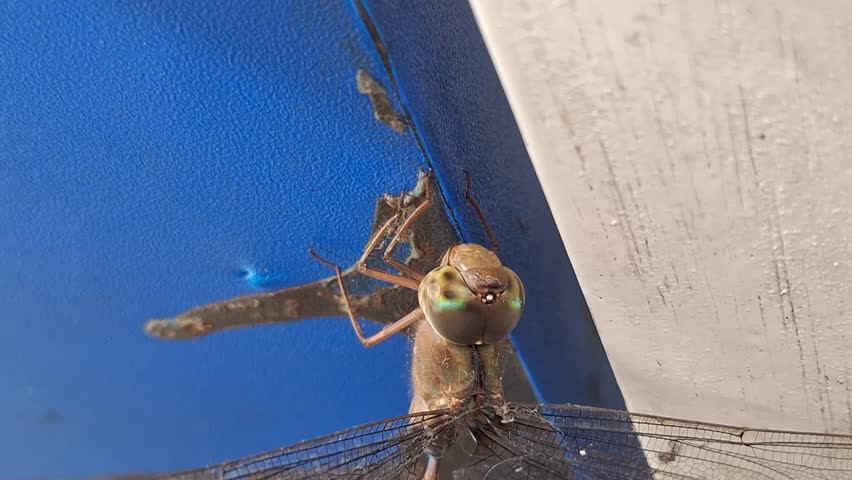 a dead dragonfly stuck to the blue door