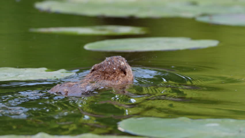 An adult muskrat swims away from the camera in the water on a sunny summer evening.