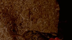 Walking chicken on ground with data analysis animation overlay. Poultry, data visualization, farm, agriculture, technology, analytics - Powered by Shutterstock - Get 15% off with code: PIKWIZARD15