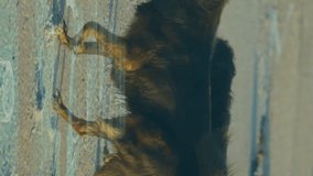 Walking on sandy beach, two dogs with digital animation overlay. digital art, seaside, playful, creative, nature, vacation - Powered by Shutterstock - Get 15% off with code: PIKWIZARD15