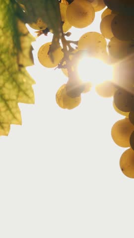 White grapes in the sun. Ripe bunches of grapevines. Very close-up. Sweet white grapes on vines in vineyard, lit by warm autumn sun. sunset. Ripe bunches of grapevines are ready for harvesting. viticu
