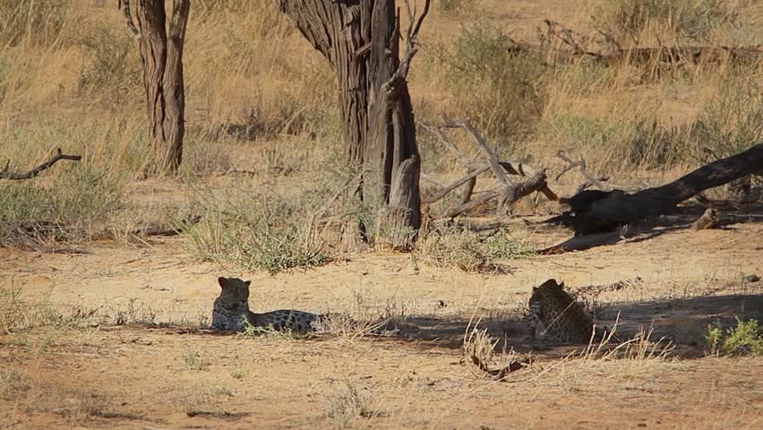 Leopard female and cub resting and bonding in shadow in Kgalagadi transfrontier park, South Africa; specie Panthera pardus family of Felidae 
