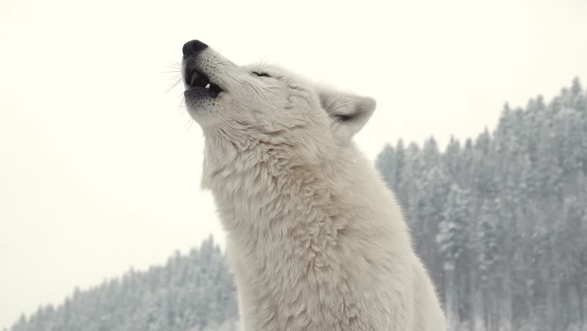 howling polar wolf against forest background slow motion