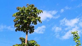 The top of a walnut tree with large spreading green leaves sways in the wind against the blue sky, in which small white clouds float. Footage of the natural environment - Powered by Shutterstock - Get 15% off with code: PIKWIZARD15