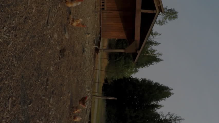 Graph and data analysis animation over chickens roaming near coop in rural area. Agriculture, farming, livestock, poultry, visualization - Powered by Shutterstock - Get 15% off with code: PIKWIZARD15