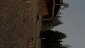 Graph and data analysis animation over chickens roaming near coop in rural area. Agriculture, farming, livestock, poultry, visualization - Powered by Shutterstock - Get 15% off with code: PIKWIZARD15