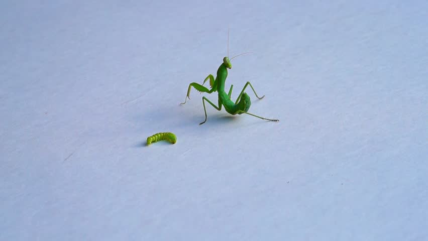 A large specimen insect of the green mantis turning in place next to a small motionless green caterpillar. They are on a gradient white background. Mantis style in oriental martial arts, sports