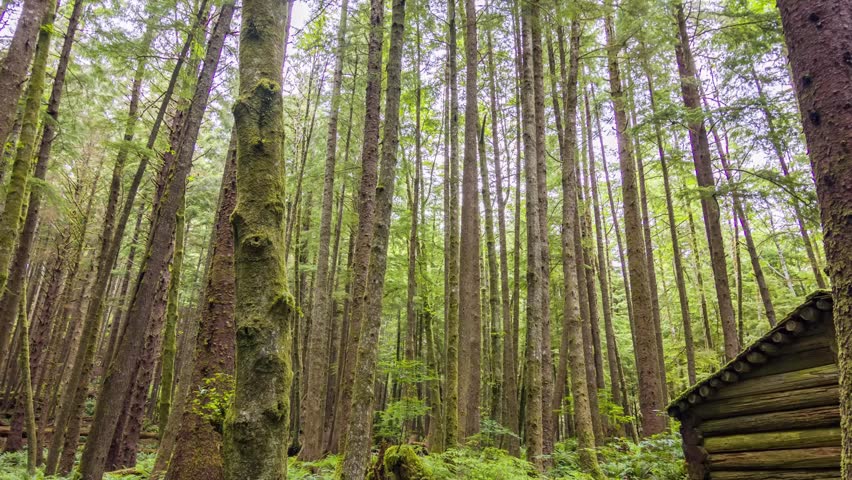 Footage shows a moss-covered cabin at Ecola State Park, located on the Oregon Coast near Cannon Beach.