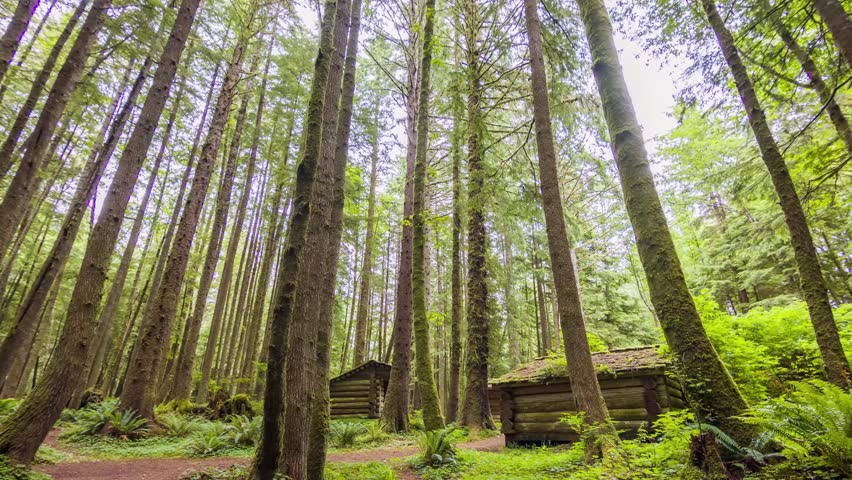 Footage shows a lush, old-growth forest with tall trees and small wooden cabins, located in Ecola State Park on the Oregon Coast near Cannon Beach.