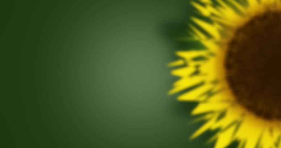 Sunflower on Green Background, copy space