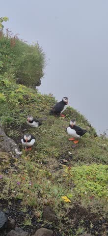 Puffins on the coast of Iceland