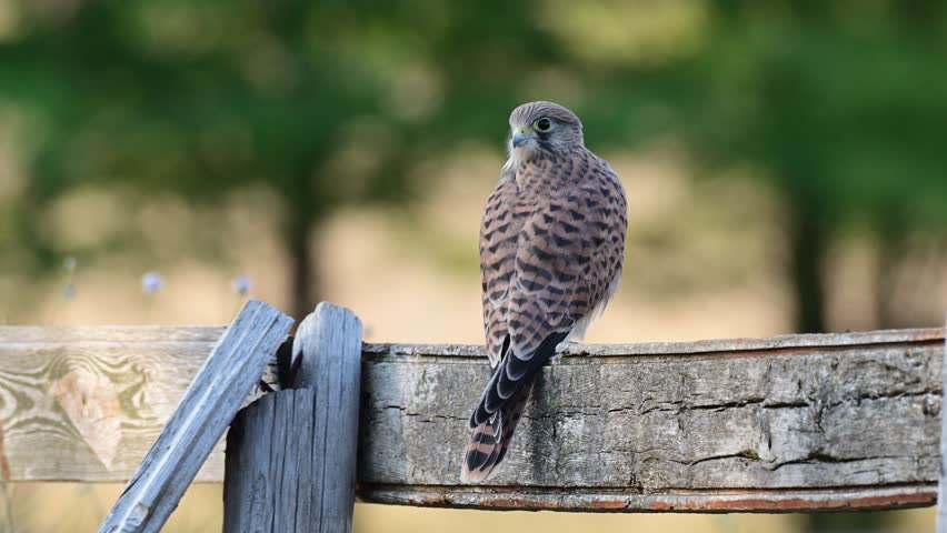 A young Common Kestrel Falco tinnunculus perches calmly on a wooden fence in the wild.