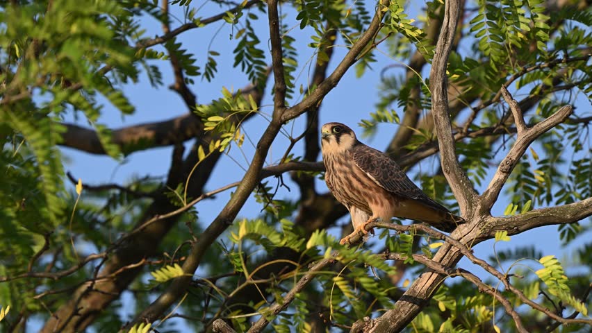 A juvenile red-footed falcon flaps its wings and takes off from a branch in the wild. Captured in slow motion.