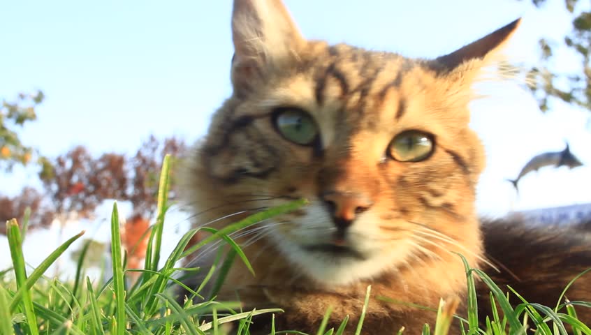 Lovely tabby cat lying on grass and clawing at the air. 