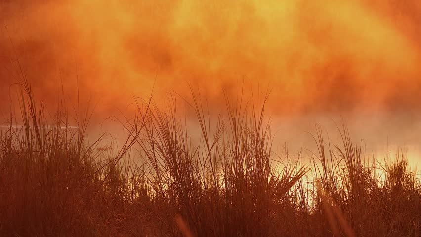 Backlit golden fog lifts off tranquil pond at golden hour, shore grass
