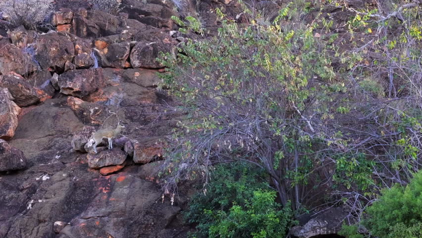 Wide angle: Klipspringer antelope stands below rock cliff, to camera