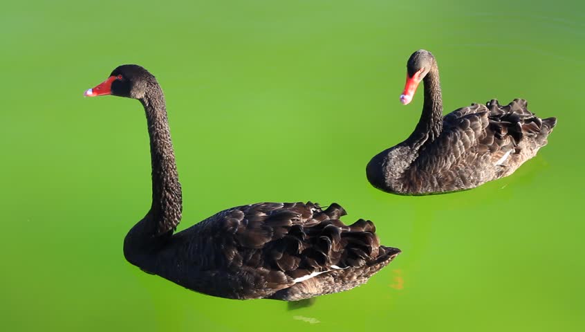 Swan couple floating on green background of the pond
