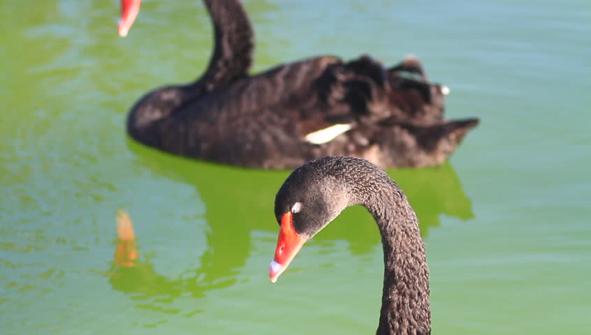 Closeup of swan casually looking around. Black swans swimming in the pond. 135mm