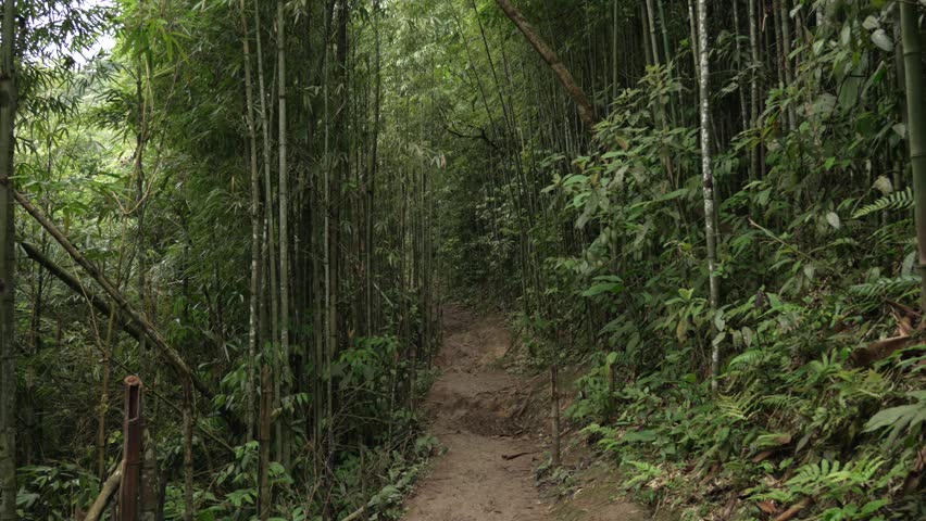 Bamboo forest trail hike Southeast Asia path inside deep jungle canopy lush green Vietnam Sapa