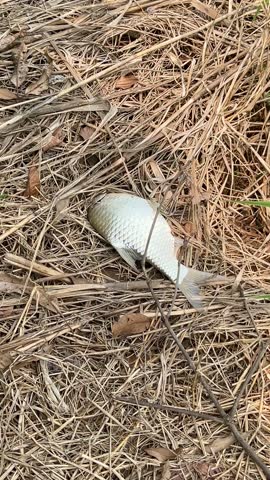 A still, close-up shot of a deceased fish lying among dry grass and twigs. This video offers a poignant and realistic depiction of nature's cycle, suitable for documentary, environmental, or education