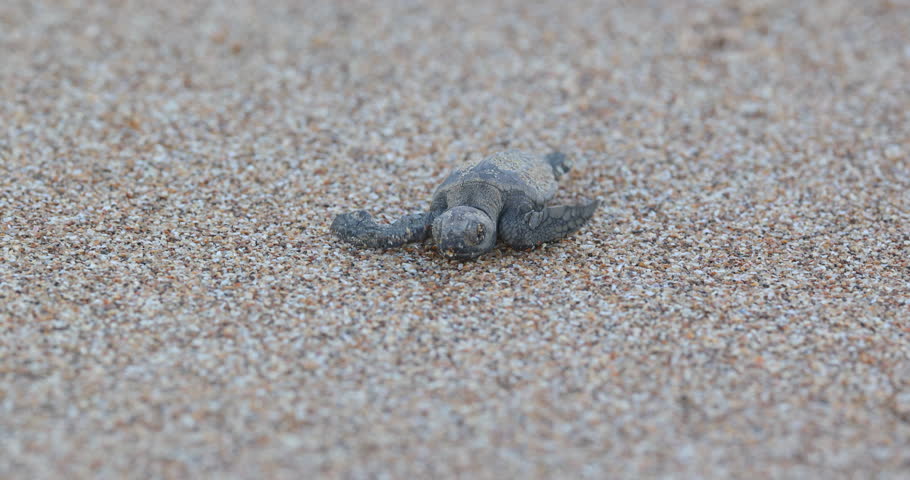a slow motion shot of a loggerhead turtle hatchling crawling on the beach at mon repos beach in bundaberg, australia