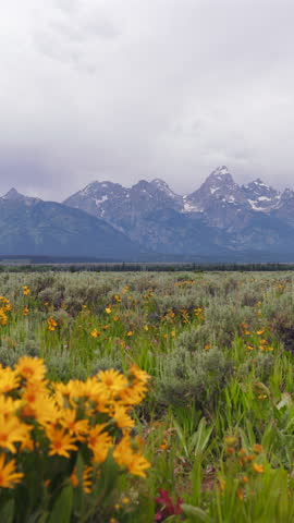 Discover the astonishingly beautiful landscapes of Grand Teton National Park, which features incredible mountains, colorful wildflowers, and expansive, open meadows that are truly mesmerizing