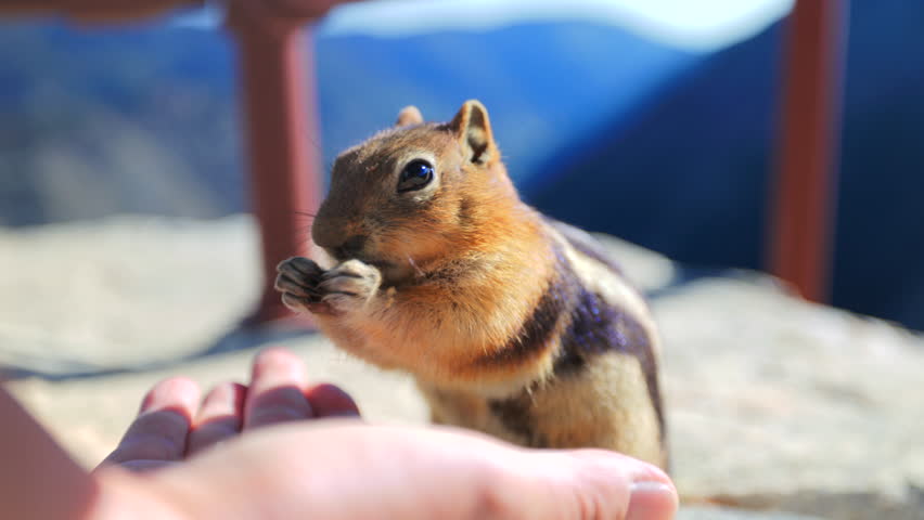 A charming little squirrel playfully nibbles on delicious food offered by a hand in a stunningly beautiful outdoor setting, showcasing a heartwarming and memorable moment in the wildlife around us