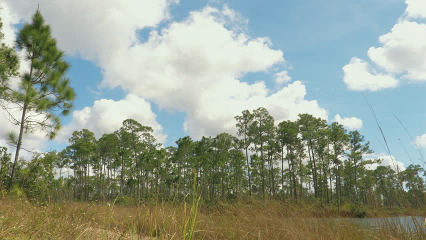 Time-lapse of Clouds Passing Over Pine Forest and Lake in South Florida – Daytime Nature Scene
